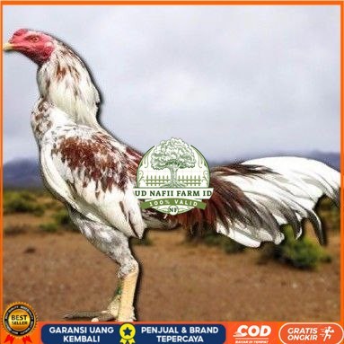 

telur tetas ayam pama berkualitas unggul UD NAFII FARM ID