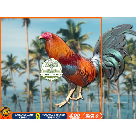 

telur ayam Philipin asli petarung bisa untuk di tetaskan UD NAFII FARM ID