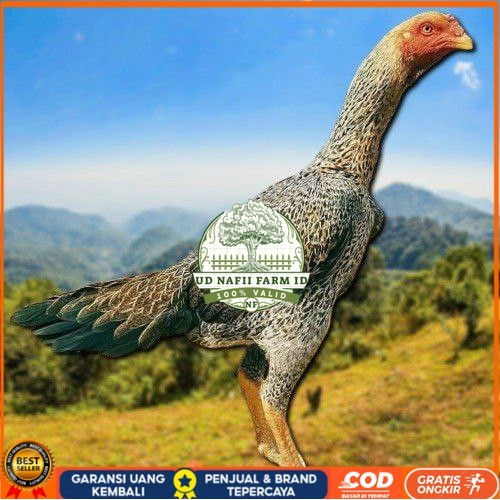 

TELUR TETAS AYAM SHAMO EROPA UNTUK DI TETASKAN UD NAFII FARM ID