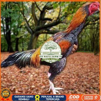 

Telur Ayam Pakhoy Jumbo Vertil Siap Di Tetaskan Jaminan Super Oiginal Bergaransi vertil UD NAFII FARM ID