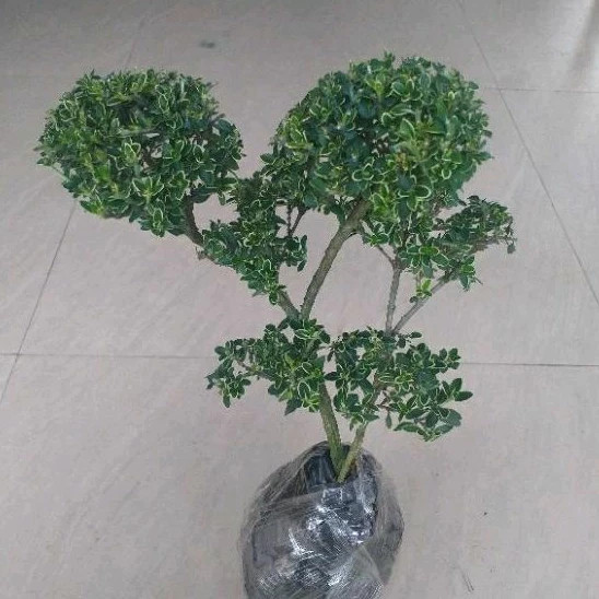 Bonsai Mirten - Mirten Variegata - Milten Varigata Sudah Berkawat
