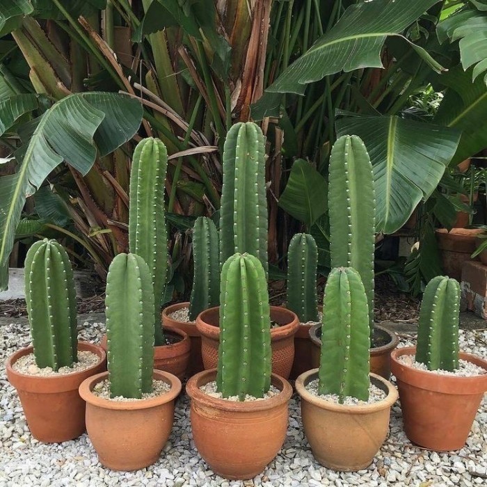 

LARIS -Cactus Cereus Peruvianus / Kaktus Koboi