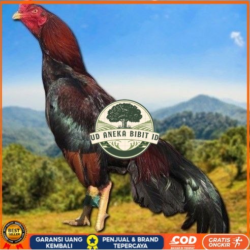 

telur tetas ayam shamo vertil valid UD ANEKA BIBIT ID