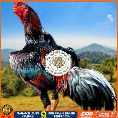

telur ayam shamo fertil super garansi UD GHANIYY BIBIT ID