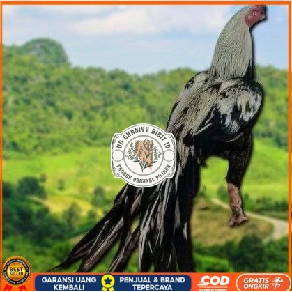 

telur Ayam Bangkok Clasik ekor lidi Fertil terlaris UD GHANIYY BIBIT ID