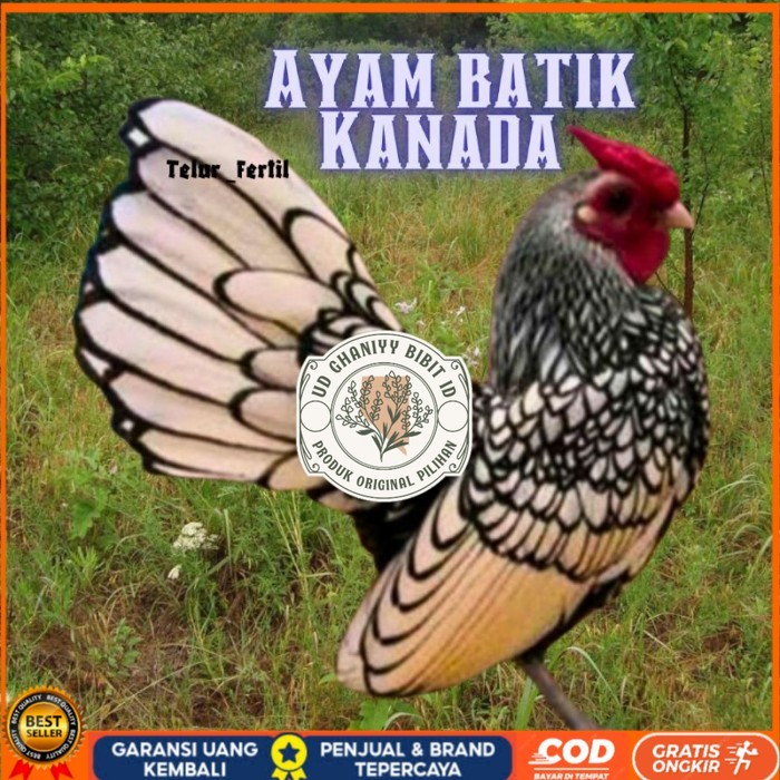 

telur ayam batik kanada / ayam kate hias untuk ditetaskan original berkualitas UD GHANIYY BIBIT ID
