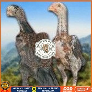 

telur tetas ayam shamo siap di tetaskan super garansi UD GHANIYY BIBIT ID