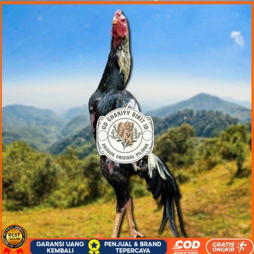 

telur ayam shamo eropa ori bisa untuk di tetaskan UD GHANIYY BIBIT ID