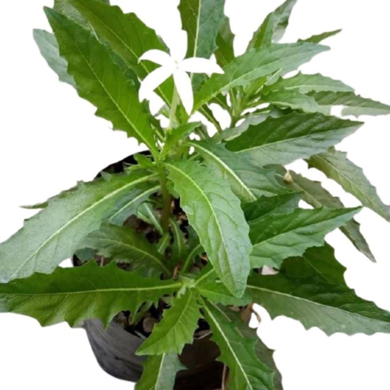 

Termurah Daun kitolod segar 100gram organik siap petik