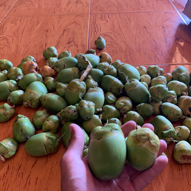 

Beluluk Buah Kelapa Kecil Tembuluk per 10 biji penurun gula darah dll