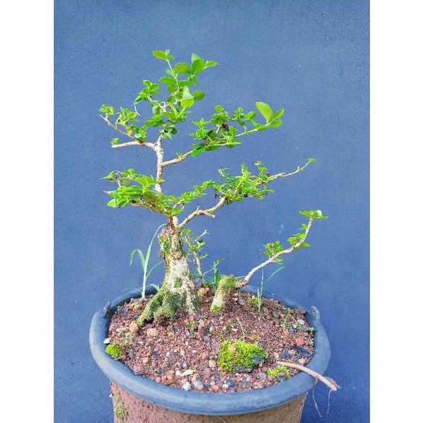 Bonsai Sancang / wahong gunung/kayu terbaik/orisinal