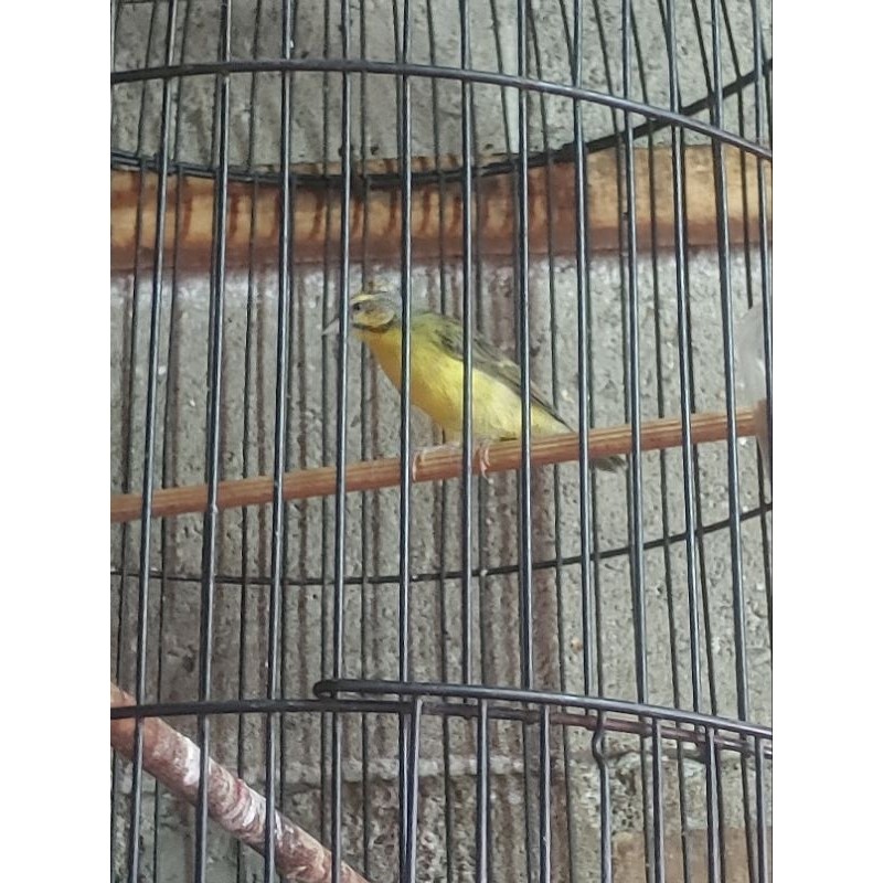 burung mozambik jantan rawatan