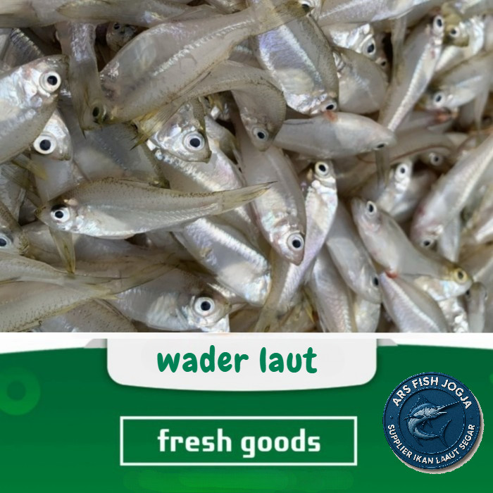 ikan wader segar 500gr - 1kg