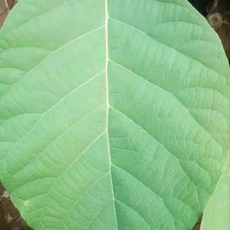 

jualdun jati segar/500 gram