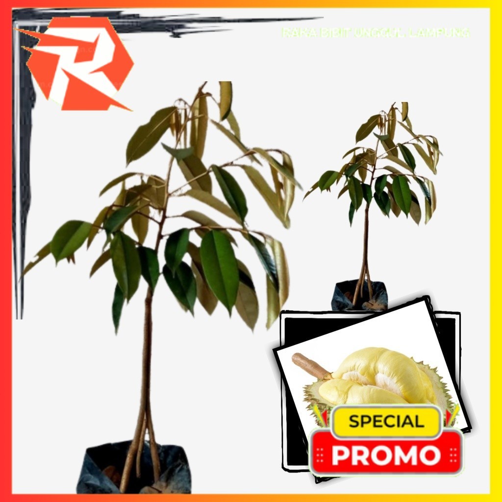 Bibit Durian Montong Kaki 3 Tiga Super Tanaman Buah Asli Unggul Durian Genjah Duren Durian Monthong 