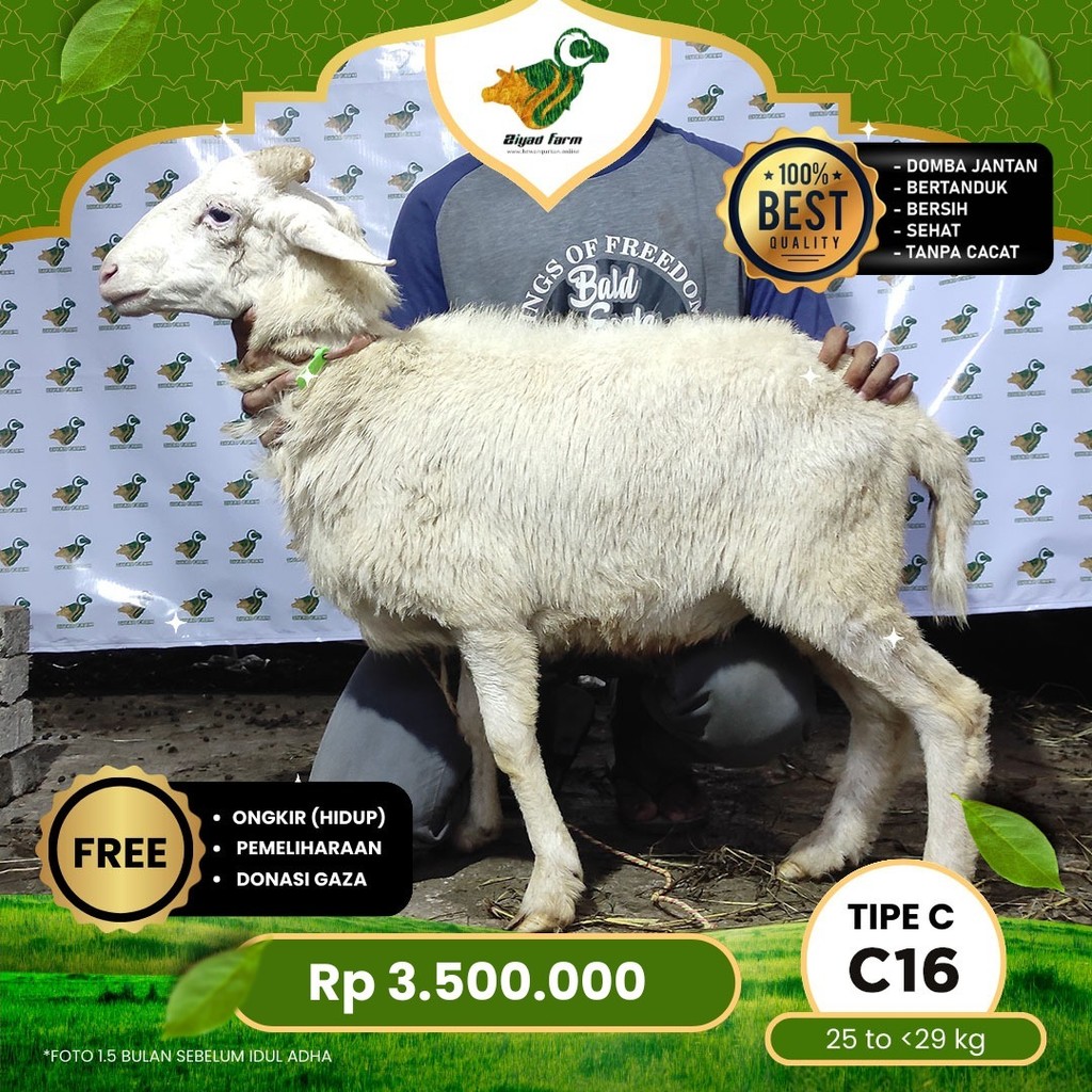 

Domba Qurban, Tipe C - C16. Bobot 25 sd 29 Kg