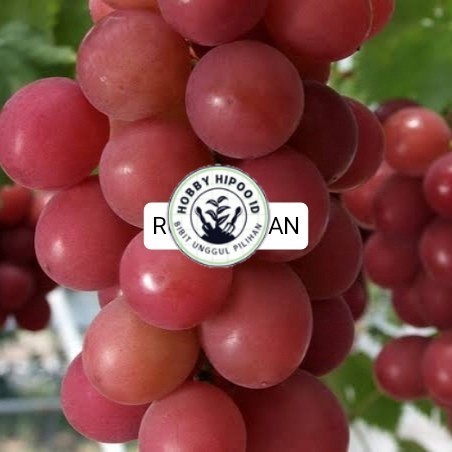 BIBIT ANGGUR IMPORT JENIS RUBY ROMAN VALID Hobby Hipoo ID