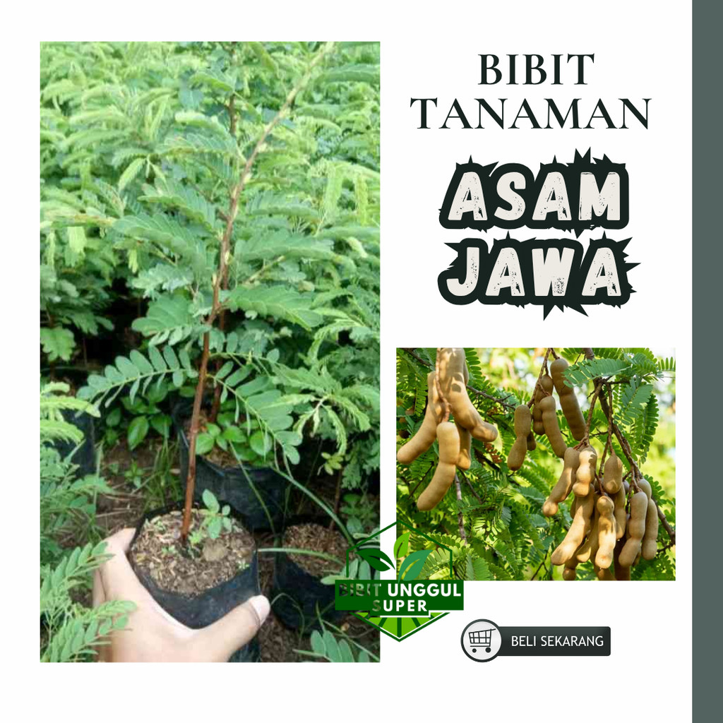 Bibit Tanaman Asem Jawa asam jawa bumbu masak