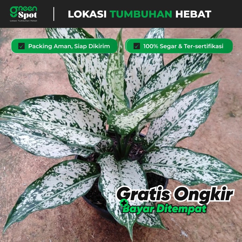 aglonema snow white indukan