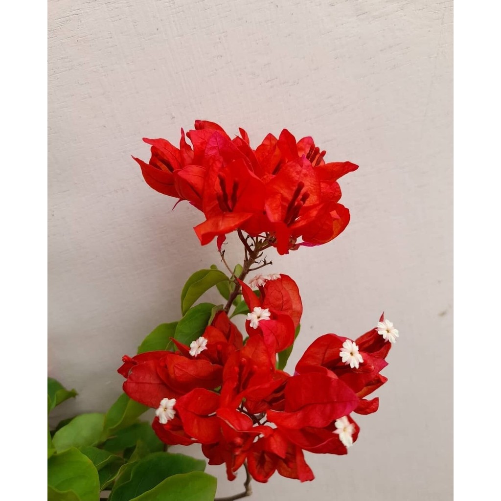 BIBIT TANAMAN HIAS BUGENVIL BUNGA KERTAS BOUGENVILLE ANGGUR MERAH CABE