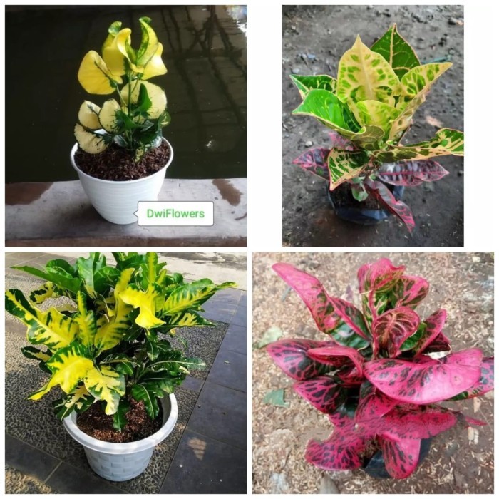 PAKET 4 Tanaman Puring Apel, Puring Kura, Puring Susu, Puring Krupuk