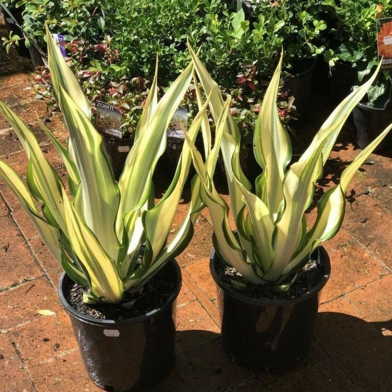 (BISA COD) Tanaman Hias Sensivera Penyerap udara Agave Kuning / Bunga Hias Sensivera Agave Gigantea 