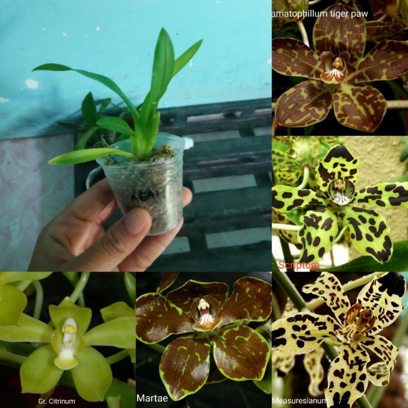 anggrek seedling grammatophyllum