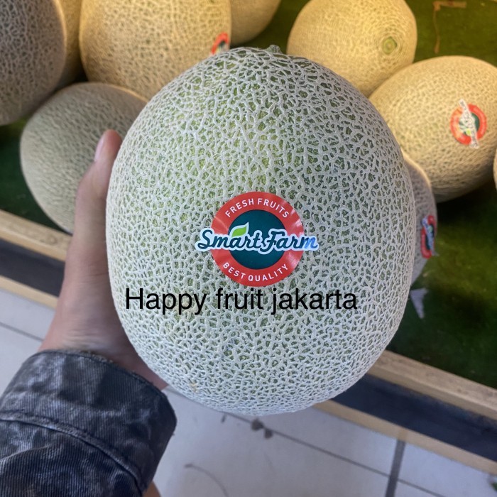 

Melon rock hydroponik super manis | melon oren hydroponic smart farm