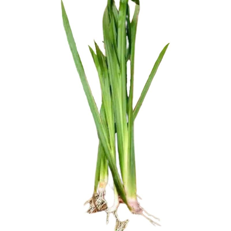 

Termurah Daun dlingo/delingo/jaringao/ 50gram