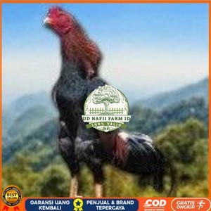 

telur tetas ayam shamo jumbo super garansi UD NAFII FARM ID