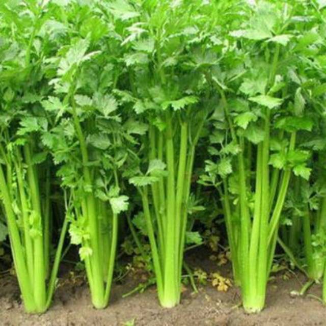 [Free gift]SELEDRI 100 biji bibit seed seeds Benih Seledri Amigo Cap Panah Merah Hidroponik Unggul -