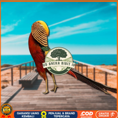 

telur ayam golden pheasant asli bisa untuk di tetaskan UD ANEKA BIBIT ID