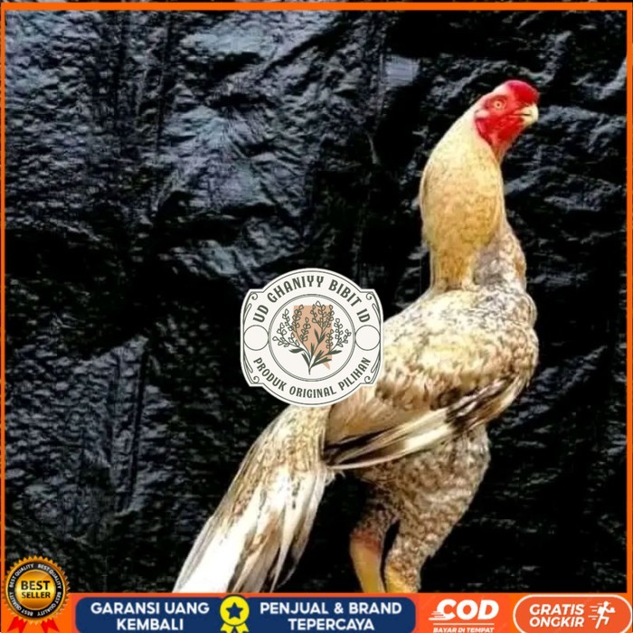 

telur fertil agsel Parrot kualitas terbaik original berkualitas UD GHANIYY BIBIT ID