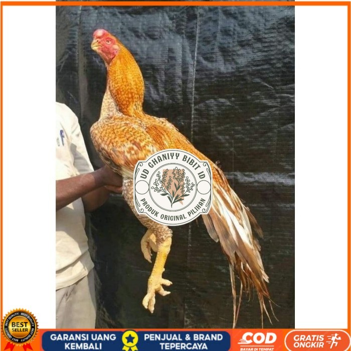 

TELUR PHAKOY MURAH FRESH FERTIL original berkualitas UD GHANIYY BIBIT ID