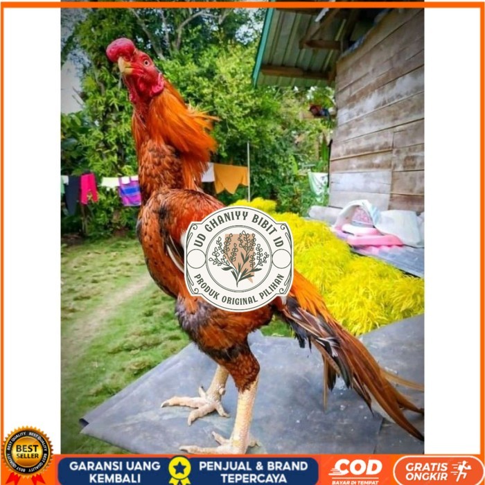 

TELUR ASEL PUKUL LARI INDUK JUARA.. PROMO original berkualitas UD GHANIYY BIBIT ID