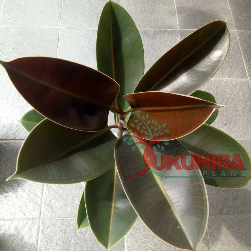 Pohon Karet Jepang merah, pohon Karet kebo merah tanaman karet kebo