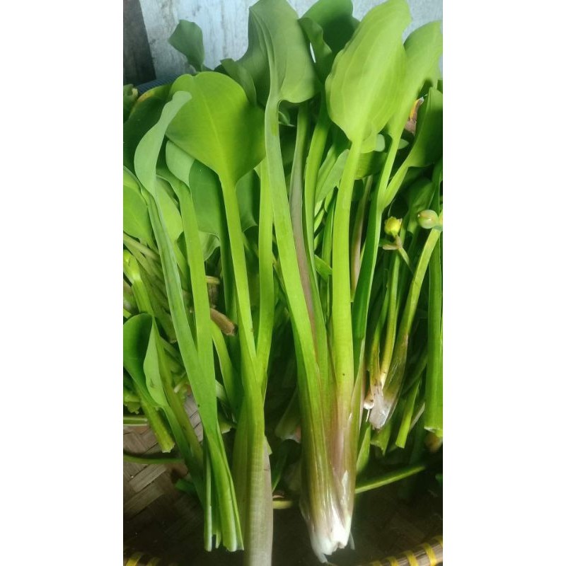

sayuran genjer segar 500gr