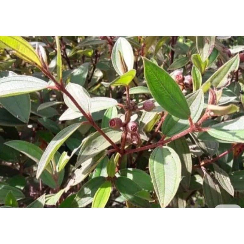 

DAUN Harendong segar masih fres murah 300g