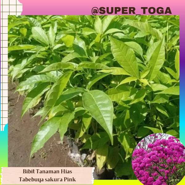 promo bibit tabebuya pink bibit bunga tabebuya pink bunga sakura pink bibit sakura pink tanaman tabe