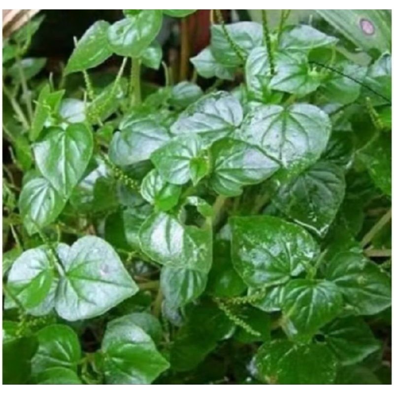 

Daun sirih cina/ketumpang air termurah 1kg