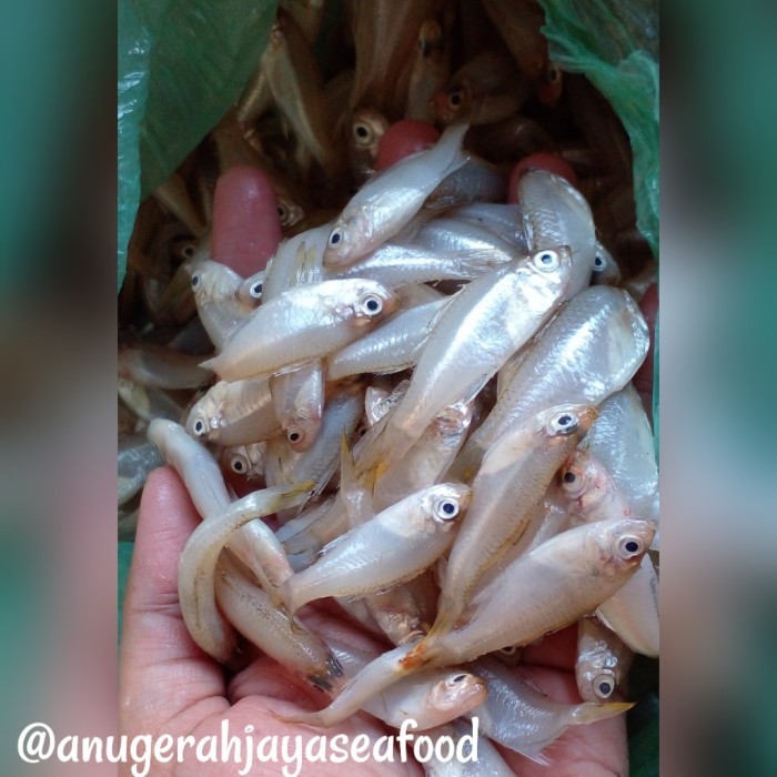

IKAN WADER FRESH
