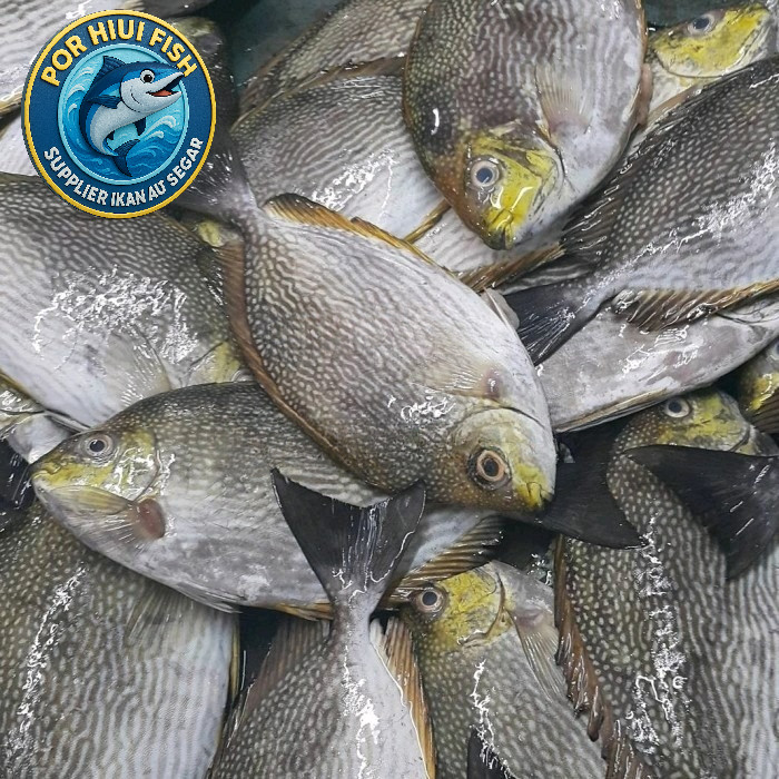 

Ikan Baronang 1 Kg - Fresh Frozen Super Premium