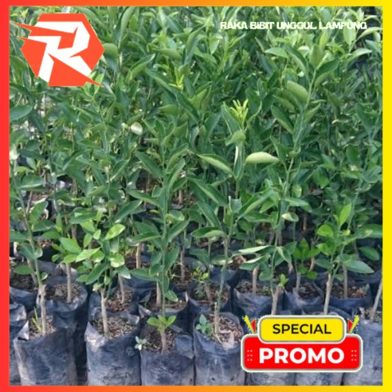 Bibit Jeruk BW SUPER