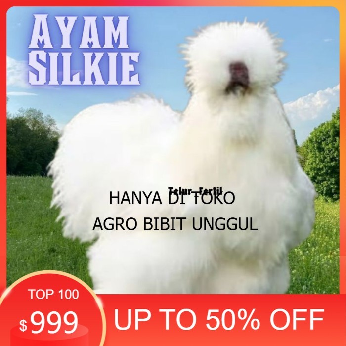 

telur ayam hias silkie bisa untuk di tetaskan original berkualitas agro.bibit.unggul