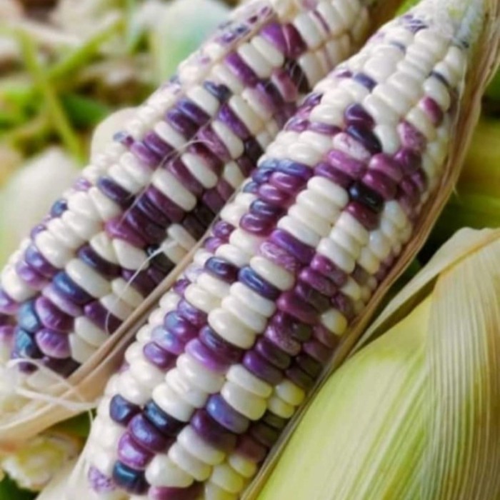

NEW SALE!~ [Terlaris] jagung ketan putih ungu 1kg