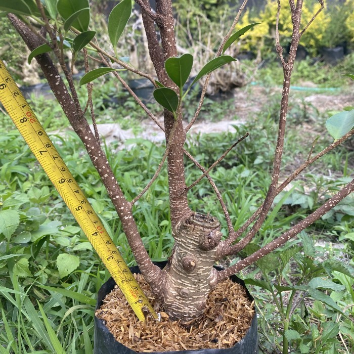 bahan bonsai ficus kimeng