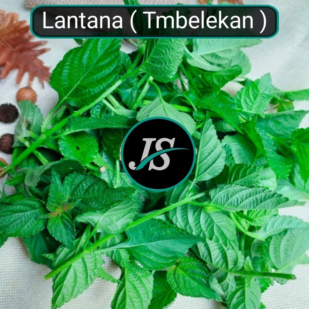 

SAHABTANI Daun Lantana Lamtana Tembelekan segar 1-KG