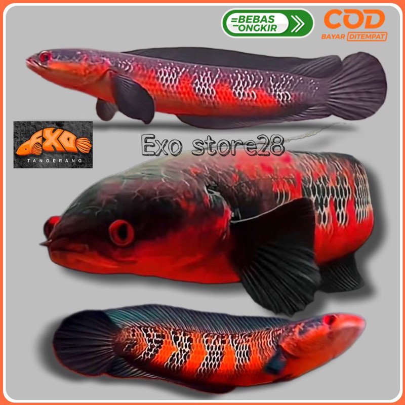 Free Stiker Red Barito grade A+++ Best Produk