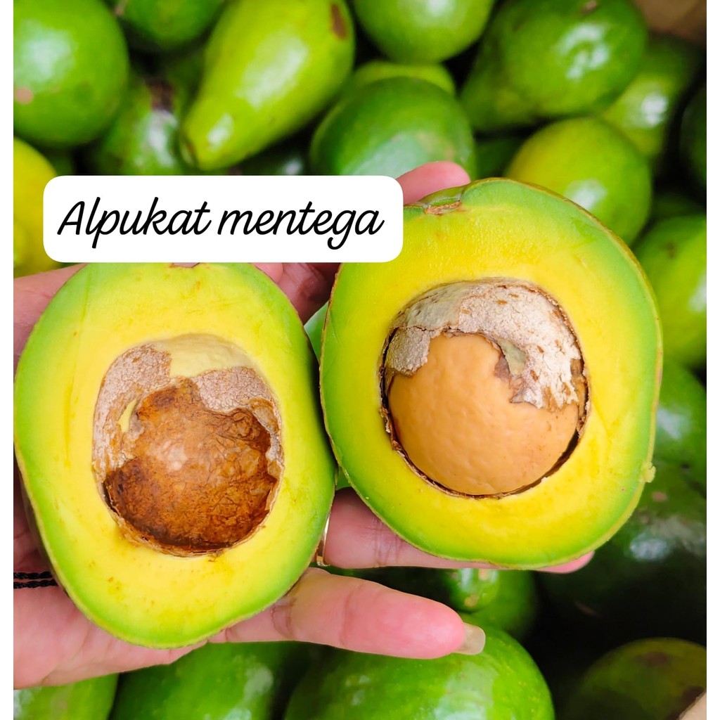 

Buah Alpukat Mentega Lampung 1 Kg