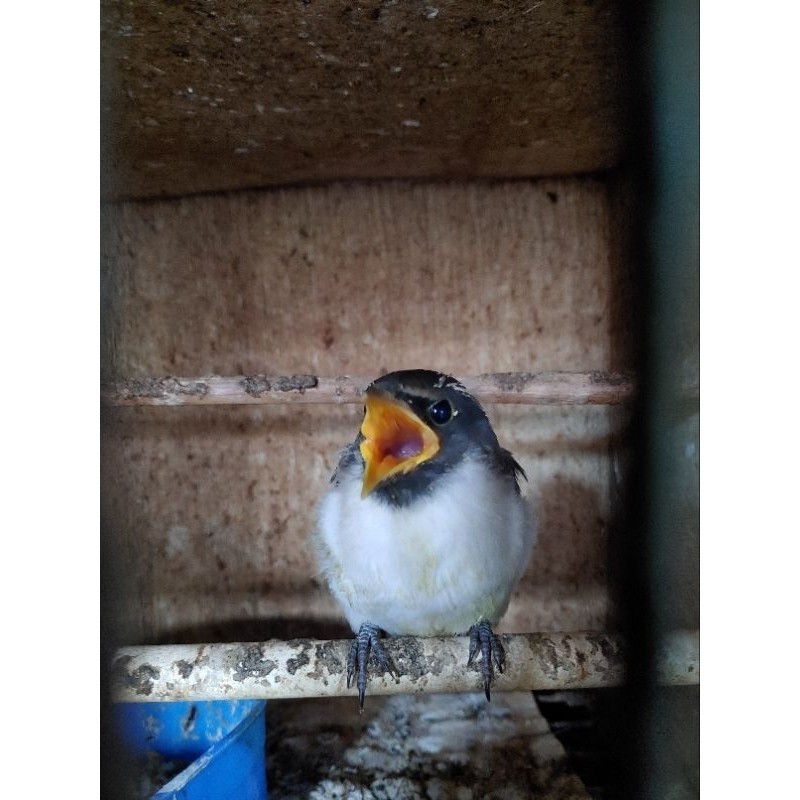 KEKEP BABI ANAKAN LOLOHAN